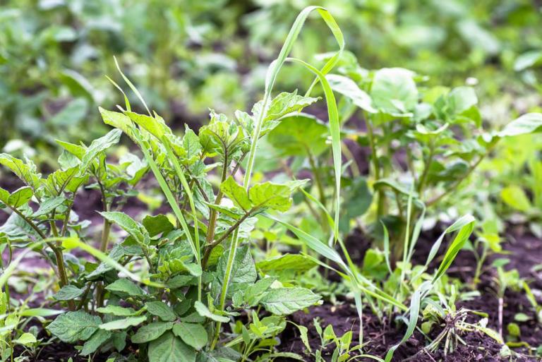 Engrais organiques à Aussillon, comment optimiser vos cultures ?