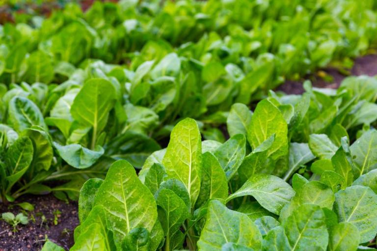 Fertilisants vegan, pourquoi et comment les utiliser ?